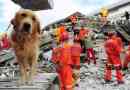 ¿Pueden los perros predecir terremotos?? La respuesta