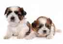 ¿Cuántos cachorros puede tener un shih tzu?