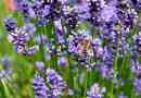 Cómo cuidar las plantas de lavanda