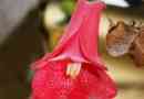 Cómo cultivar lapageria rosea