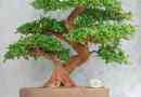 Cómo cuidar un árbol bonsai