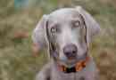 Cómo cuidar a un weimaraner