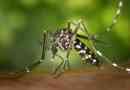 Cómo hacer un repelente de mosquitos casero