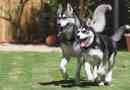 Cómo entrenar a un husky