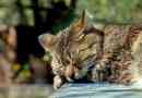 Cómo tratar a un gato envenenado