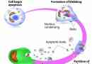 ¿Qué es la apoptosis celular??