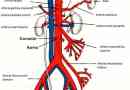 ¿Cuál es la diferencia entre arterias y venas?