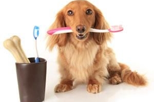 Beneficios del aceite de coco para los dientes de los perros