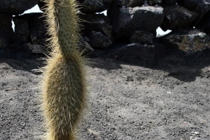 Cuidado de cactus: plantación y trasplante de cactus