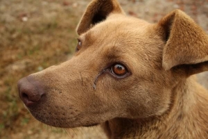 ¿Pueden los perros contraer resfriados humanos??