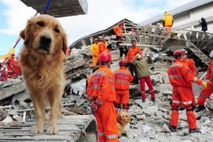 ¿Pueden los perros predecir terremotos?? La respuesta