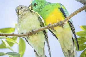 ¿Tienen menstruaciones las hembras de los loros??