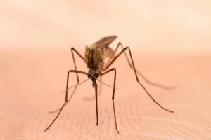 ¿El aceite de neem repele a los mosquitos? Cómo utilizar el aceite de neem como repelente de mosquitos