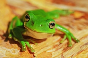 Soñar con ranas durante el embarazo