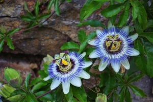 Floración de plantas trepadoras y enredaderas