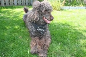 Estilos de corte de pelo de caniche francés