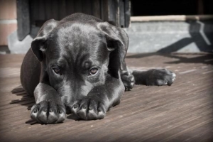 Remedios caseros para hacer brillar el pelaje de mi perro