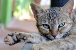 Remedios caseros para reducir la fiebre de mi gato