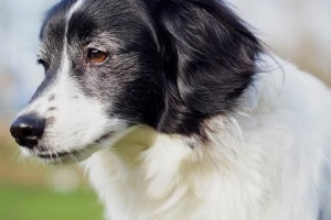 Tratamientos caseros para la conjuntivitis del perro