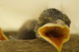 Cómo y qué alimentar a un pájaro bebé