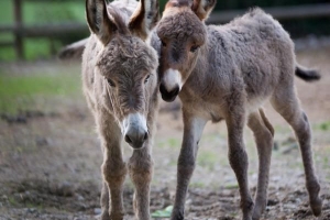 ¿Cómo se mueven los animales?