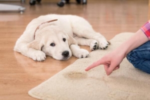 ¿Cómo le enseño a mi perro a hacer caca en el periódico??