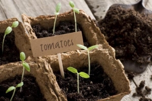 ¿Cómo hacen las plantas su propia comida?