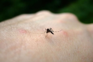 ¿Cuánto duran las picaduras de mosquitos?