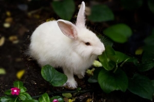 ¿Cuánto dura un período de conejo?