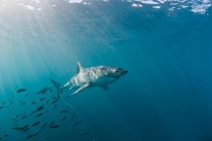 ¿Cuántos pies miden los tiburones?