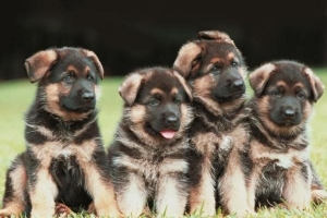 ¿Cuántos cachorros puede tener un pastor alemán en una camada?