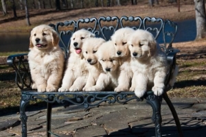 ¿Cuántos cachorros puede tener un golden retriever??