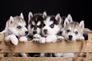 ¿Cuántos cachorros puede tener un husky??