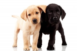 ¿Cuántos cachorros puede tener un labrador?