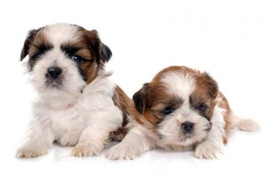 ¿Cuántos cachorros puede tener un shih tzu?