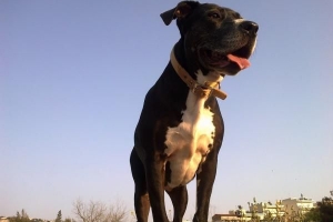 ¿Cuánto pesan los pitbulls??