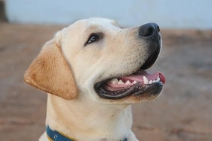 ¿Cuánto debe pesar un perro labrador?