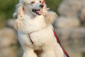 ¿Cuánto debe pesar un caniche de tamaño mediano??