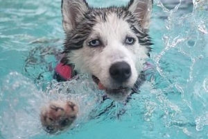 ¿Cuánta agua debe beber un perro al día?