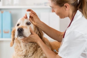 Cómo aplicar gotas para los ojos en un perro