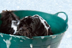 Cómo bañar a un perro que odia el agua