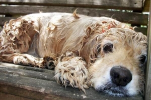 Cómo bañar a un cachorro por primera vez