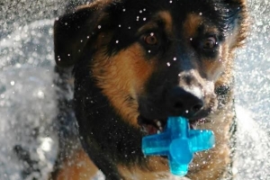 Cómo bañar a tu perro en casa