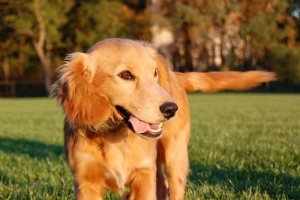 Cómo cepillar el pelo de mi perro