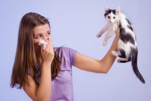 Cómo aumentar la inmunidad a la alergia a los gatos