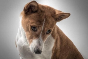 Cómo cuidar a un perro basenji