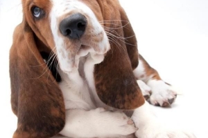 Cómo cuidar a un basset hound