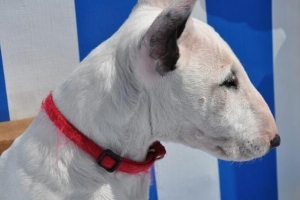 Cómo cuidar a un bull terrier