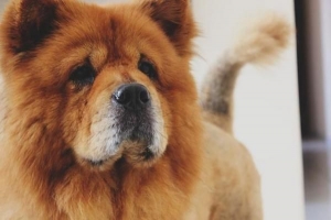 Cómo cuidar a un chow chow