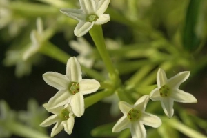 Cómo cuidar una planta de la dama de la noche